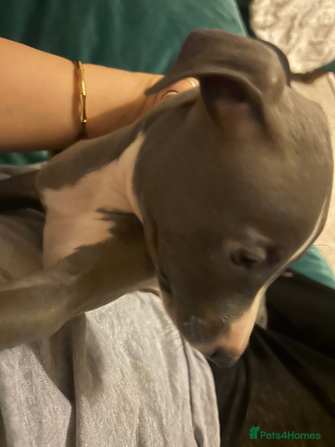 Italian Greyhound dogs for sale: Blue Italian greyhound - Advert 3