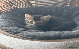 Mixed Breed cats for sale: Fluffy kittens looking for their forever homes  - Image 1