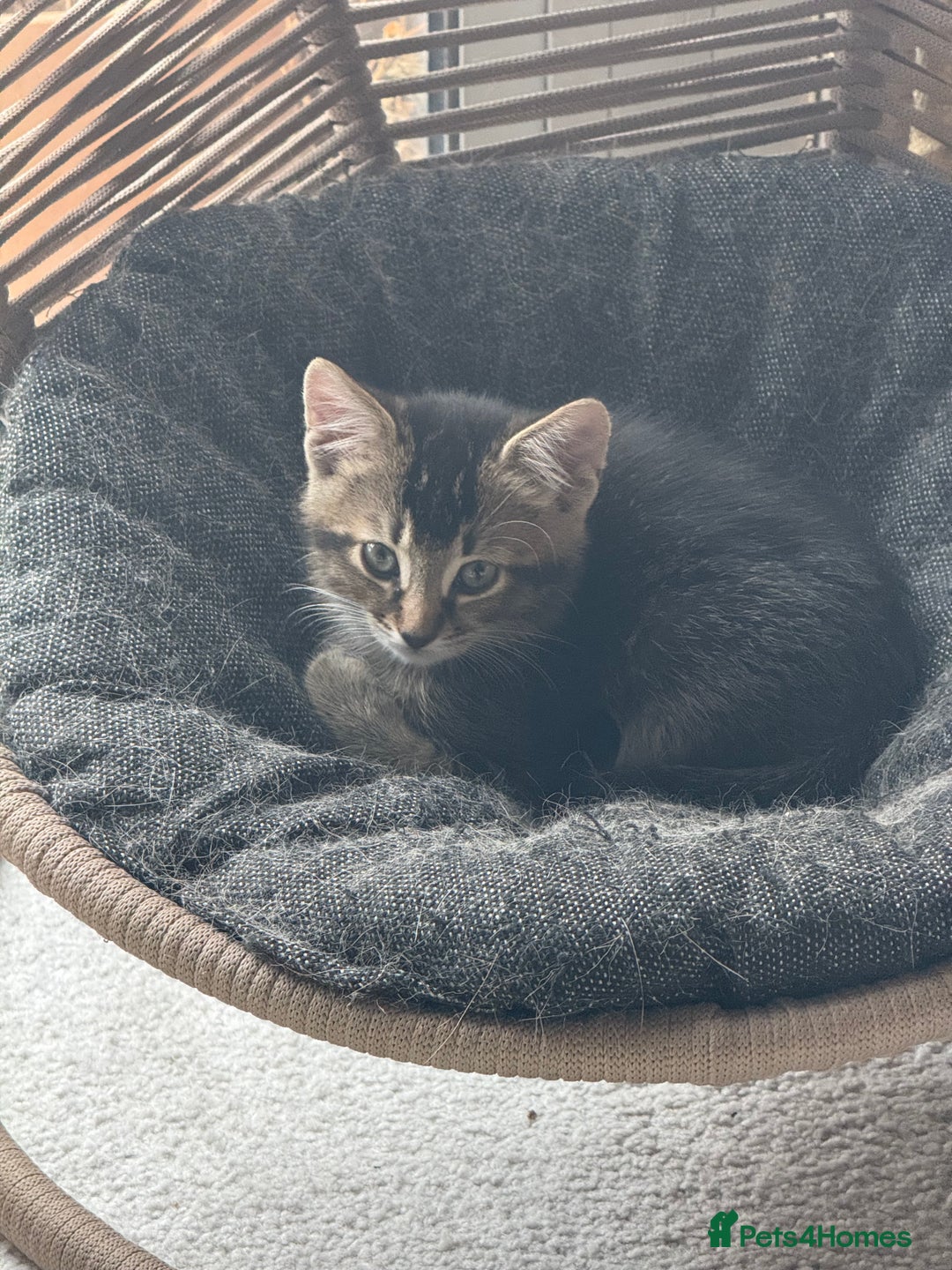 Mixed Breed cats for sale: Fluffy kittens looking for their forever homes  - Image 1