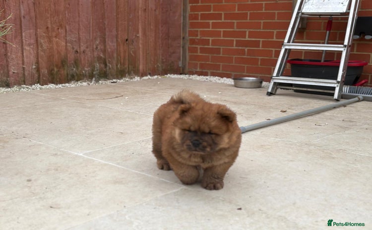 Chow Chow dogs - Advert 1