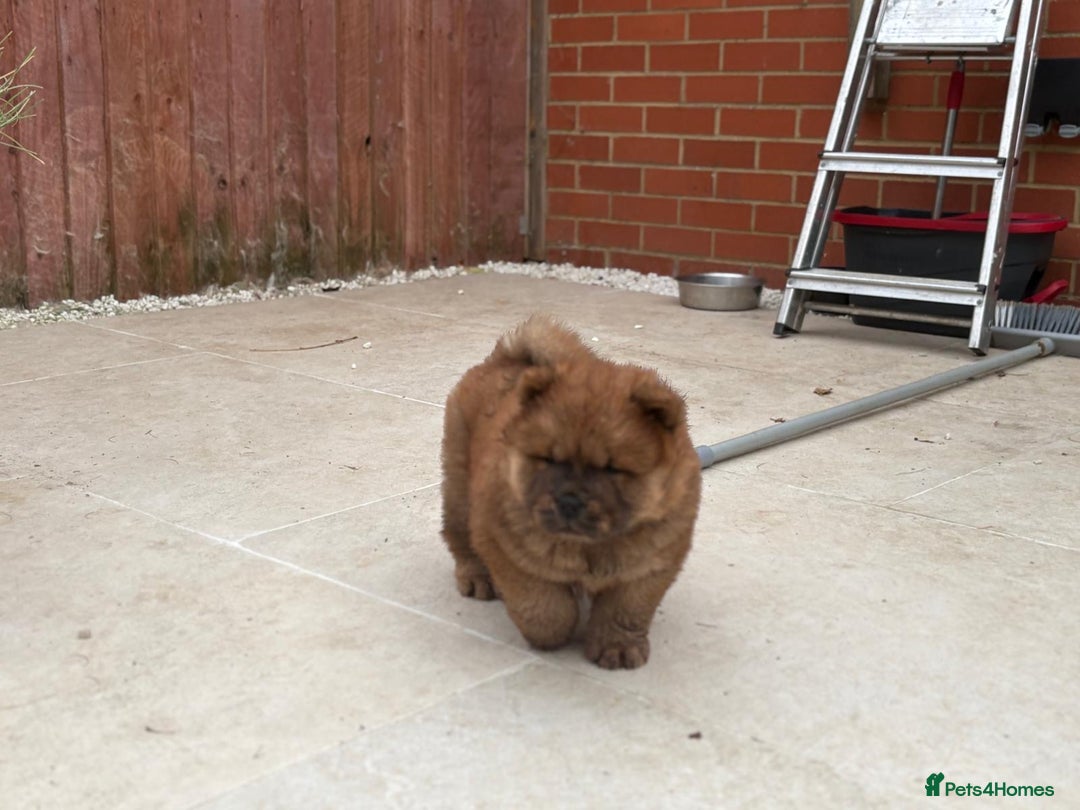 Chow Chow dogs for sale: Chow chow puppy red  - Image 1