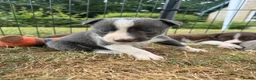 Border Collie dogs for sale: Beautiful Border Collie Puppies  - Advert 35
