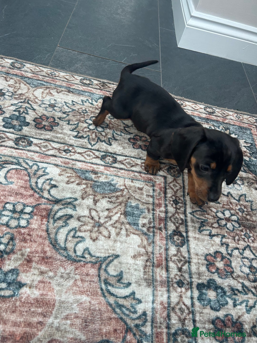 Miniature Dachshund dogs for sale: Miniature dachshund puppy’s  - Advert 2