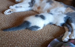 British Shorthair cats for sale: British shorthair cross kittens - Image 2