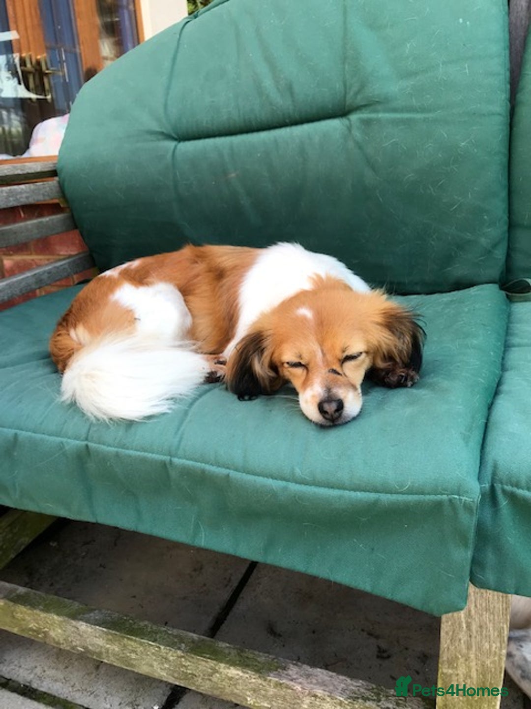 Mixed Breed dogs for adoption: Little treasure - Advert 4