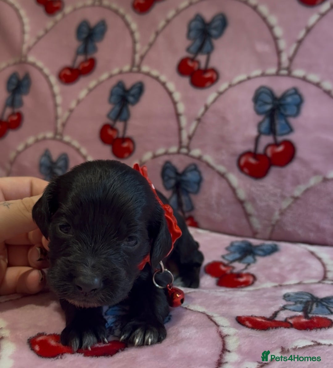 Cocker Spaniel dogs for sale: Gorgeous cocker spaniel READY TO LEAVE TODAY - Advert 19