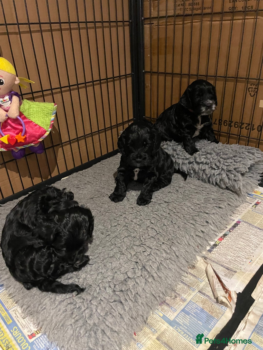 Cockapoo dogs for sale: F1 Cockerpoo pups. KC parents & health tests - Image 3
