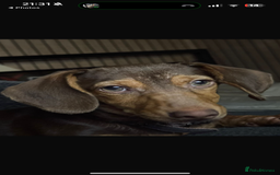 Dachshund dogs for sale: Dachshund  - Image 3
