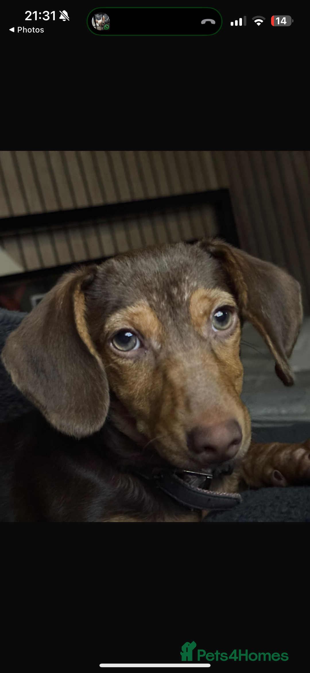 Dachshund dogs for sale: Dachshund  - Image 3