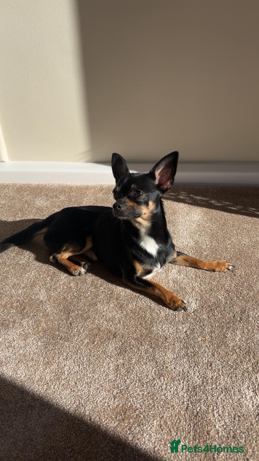 Chihuahua dogs Beautiful dear head chihuahua  - Advert 4