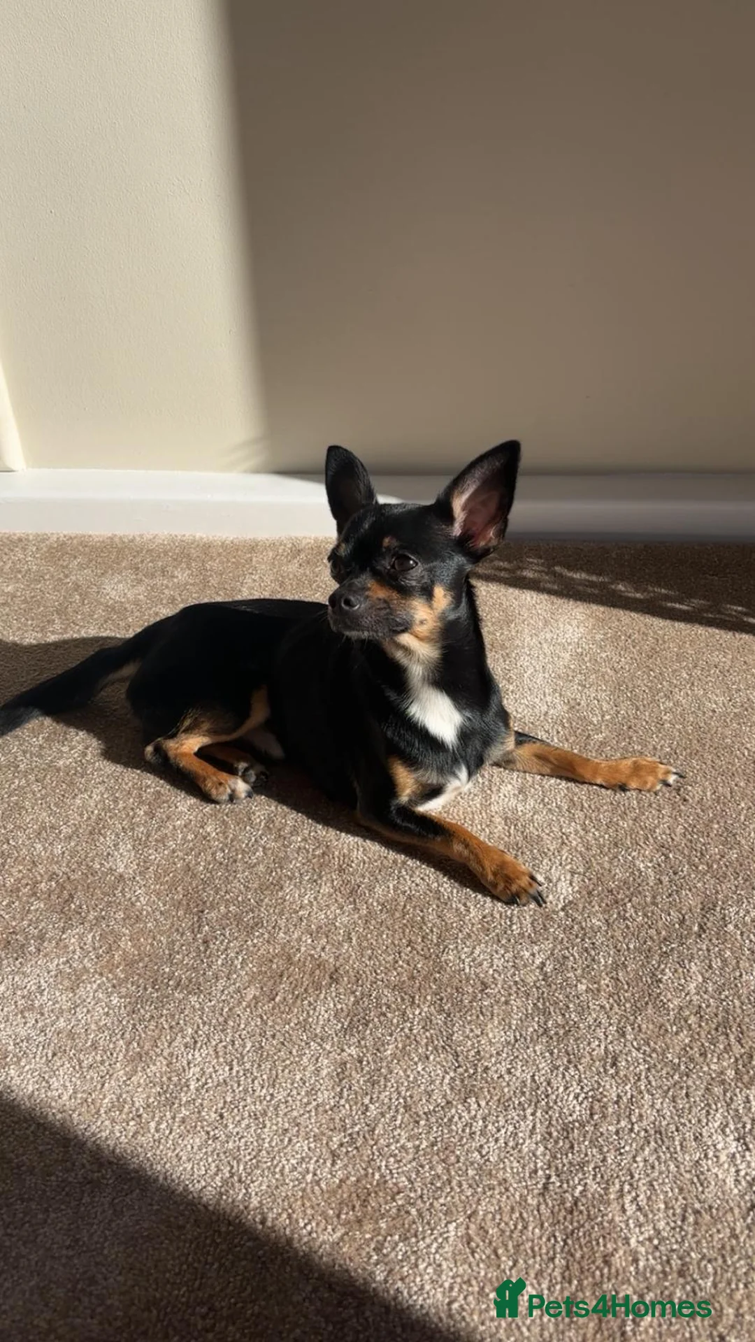 Chihuahua dogs for stud: Beautiful dear head chihuahua  in Sheerness - Advert 1
