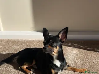 Chihuahua dogs Beautiful dear head chihuahua - Advert 4