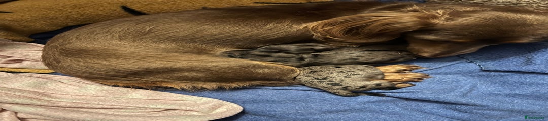 Miniature Dachshund Puppy 3