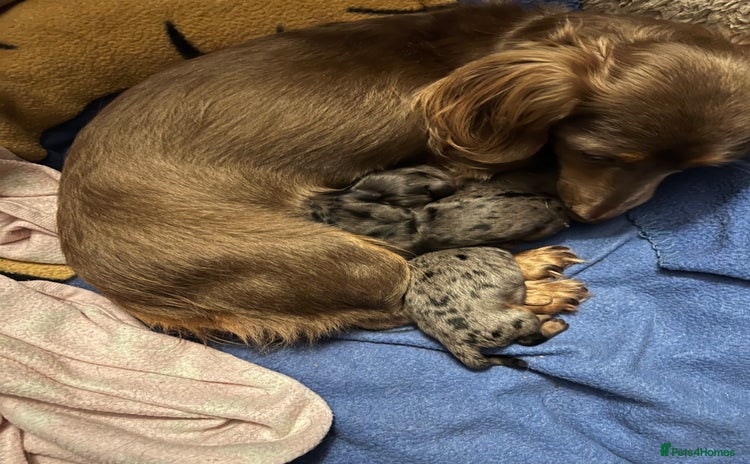 Miniature Dachshund dogs - Advert 12