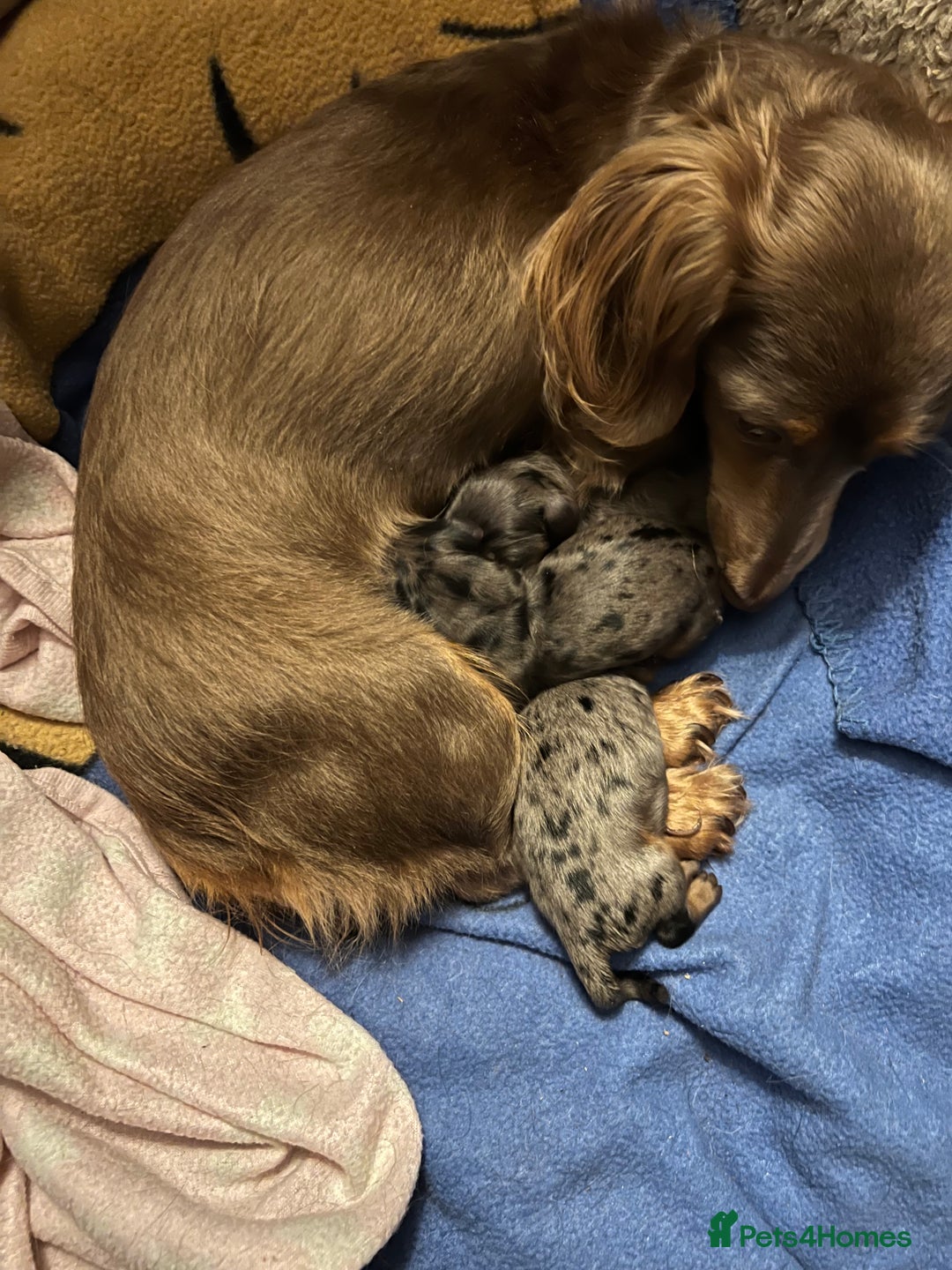 Miniature Dachshund dogs for sale: Long hair miniature dachshund  - Image 2