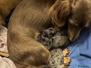 Miniature Dachshund dogs for sale - Advert 1