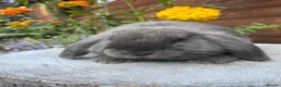Mini Lop rabbits for sale: Mini lop bucks  ready to go now  - Advert 11