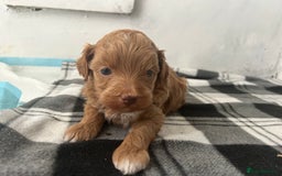 Mixed Breed dogs for sale: Shihpoo puppies - Image 7