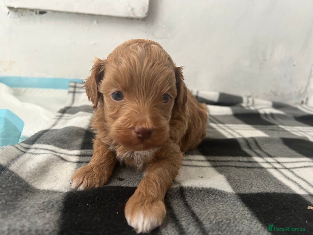 Mixed Breed dogs for sale: Shihpoo puppies - Image 7