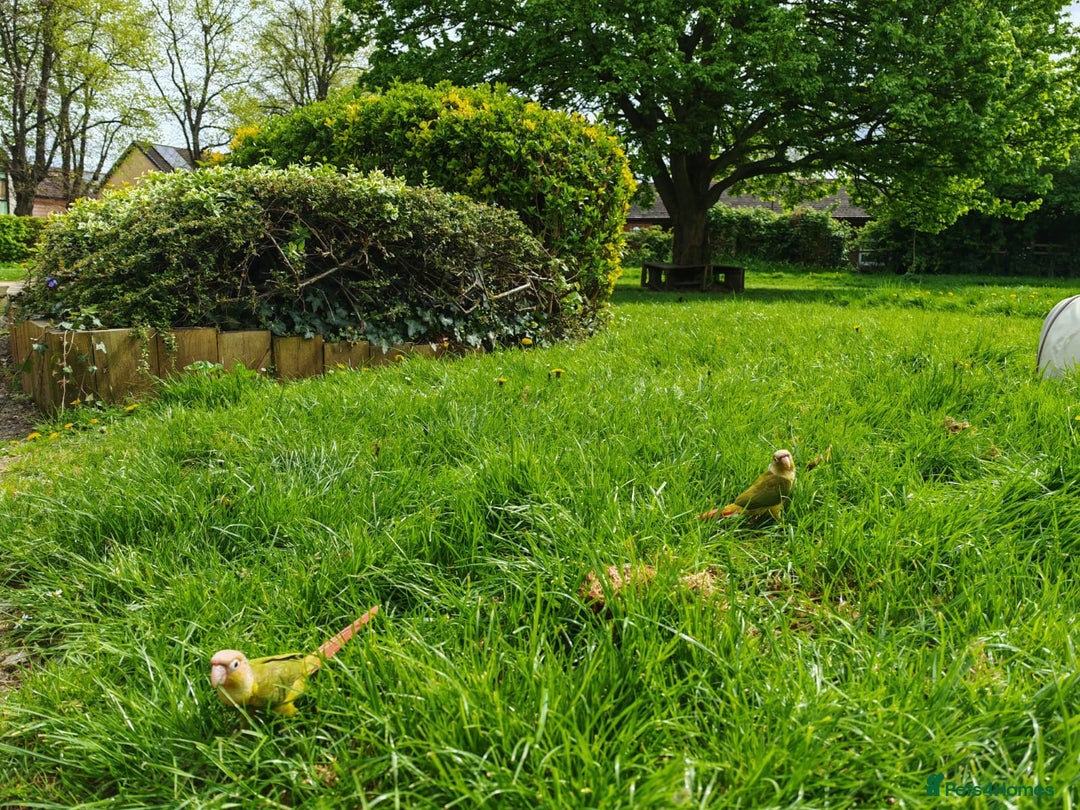 Conures birds for sale: 2 pineapple conures  - Advert 7