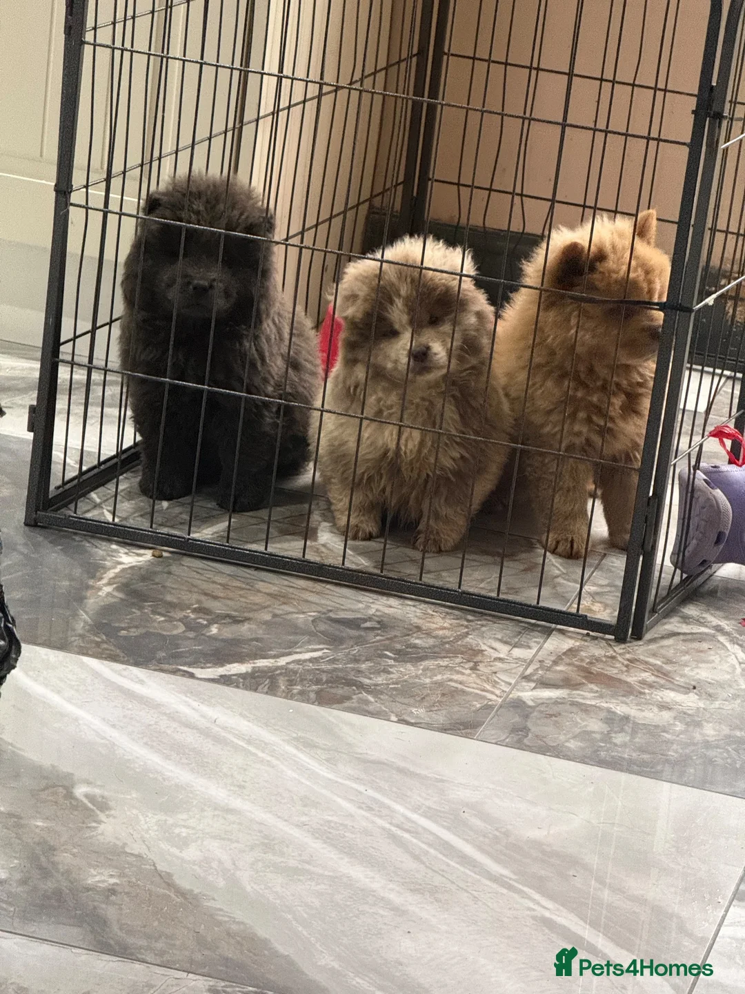 Chow Chow dogs for sale: Chow chows - Advert 2