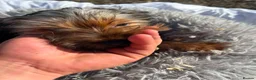 Yorkshire Terrier dogs for sale: Yorkshire terriers  - Advert 18
