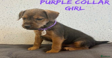 Lakeland Terrier dogs - Advert 8