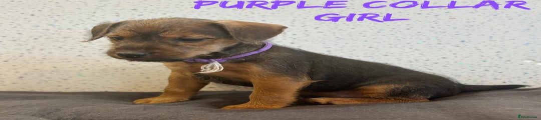 Lakeland Terrier purple collar 