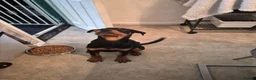 Rottweiler dogs for sale: Male rottweiler puppie - Advert 10