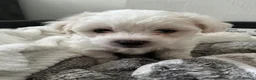 Bichon Frise dogs for sale: Bichon frinse puppy’s looking for a good home  in Alfreton - Advert 3