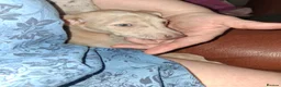 Italian Greyhound dogs for sale: Italian greyhound / whippet  - Advert 9