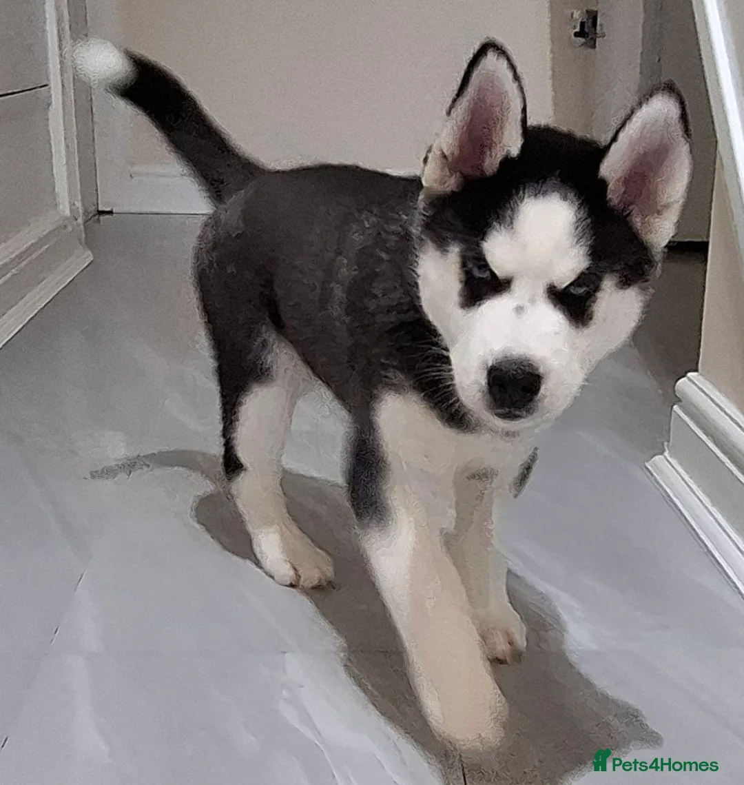 Siberian Husky dogs for sale: Siberian Huskies- BIG and WOOLY (4 Female, 1 Male) - Advert 24
