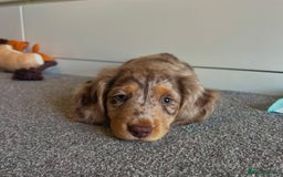 Miniature Dachshund dogs for sale: Miniature Dachshund puppies! - Image 10