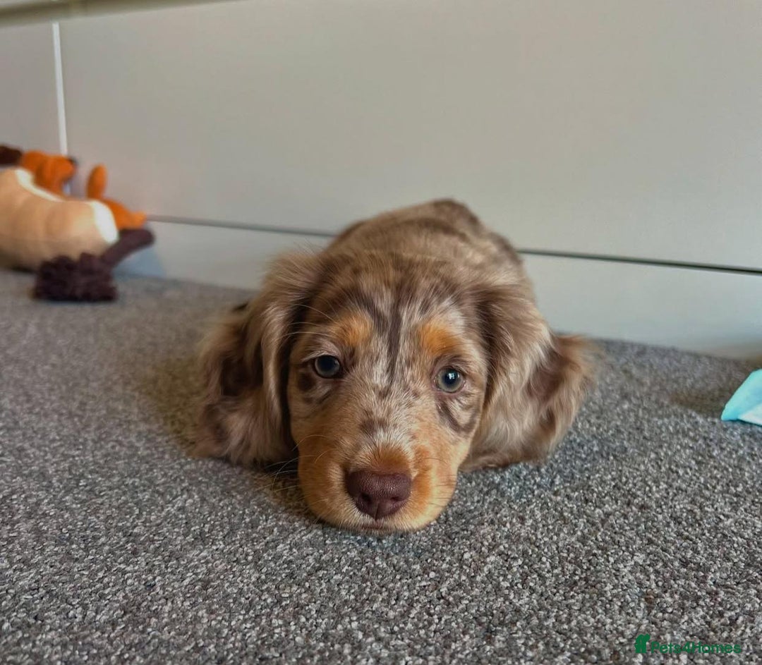 Miniature Dachshund dogs for sale: Miniature Dachshund puppies! - Image 10