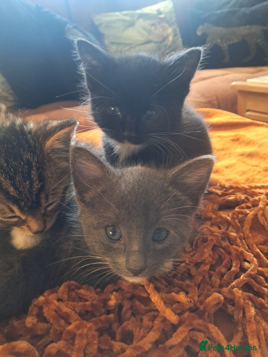 Mixed Breed cats for sale: 3 BEAUTIFUL KITTENS 😸 AVAILABLE STRAIGHT AWAY  - Advert 23