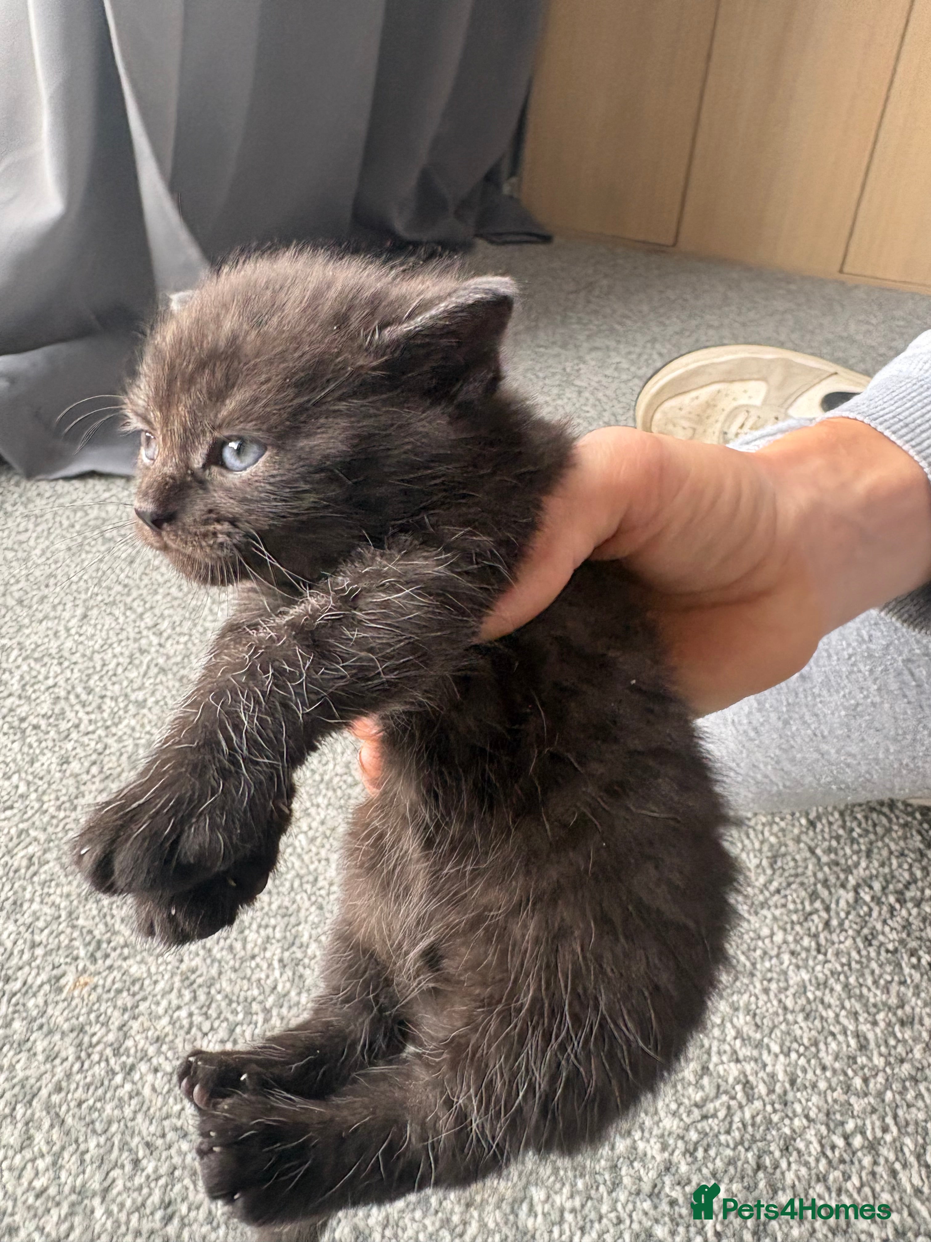 Persian cats for sale: Ash grey Persian kittens - Advert 22
