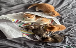 Mixed Breed cats for sale: 5 kittens looking for their forever homes  - Image 14