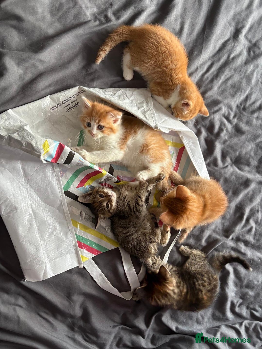 Mixed Breed cats for sale: 5 kittens looking for their forever homes  - Image 14