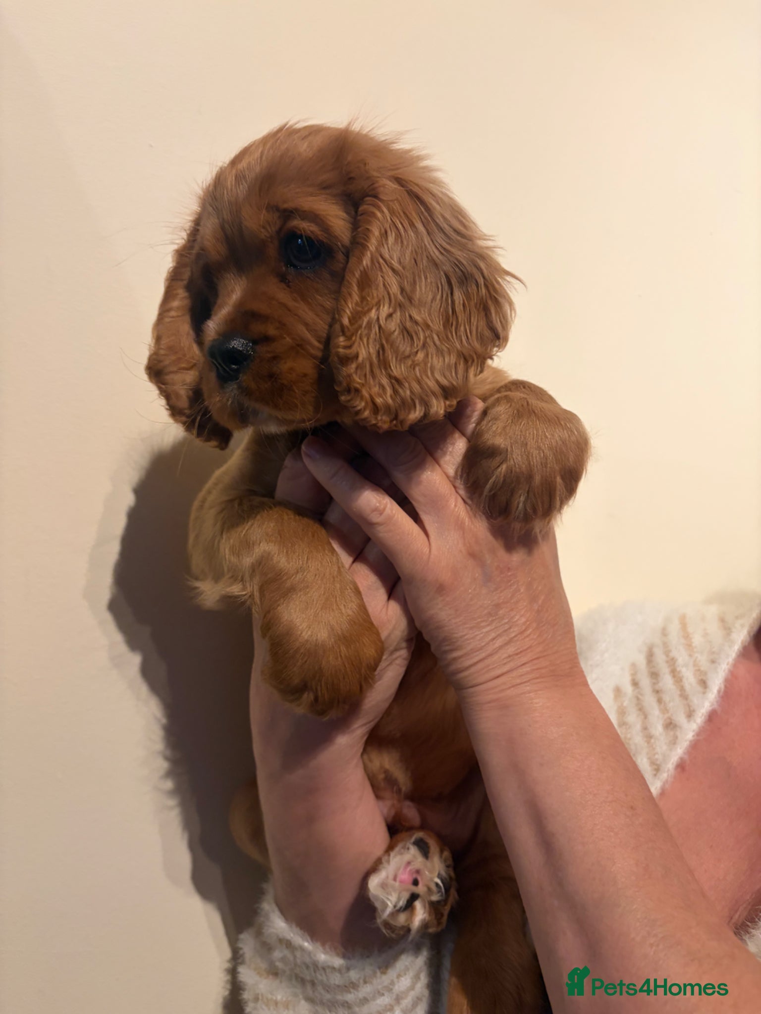 Cavalier King Charles Spaniel dogs REDUCED healthy vet checked KC REGISTERED boys - Advert 1