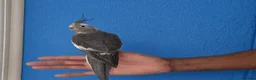 Cockatiels birds for sale: Super Tamed baby Cockatiel for sale - Advert 3