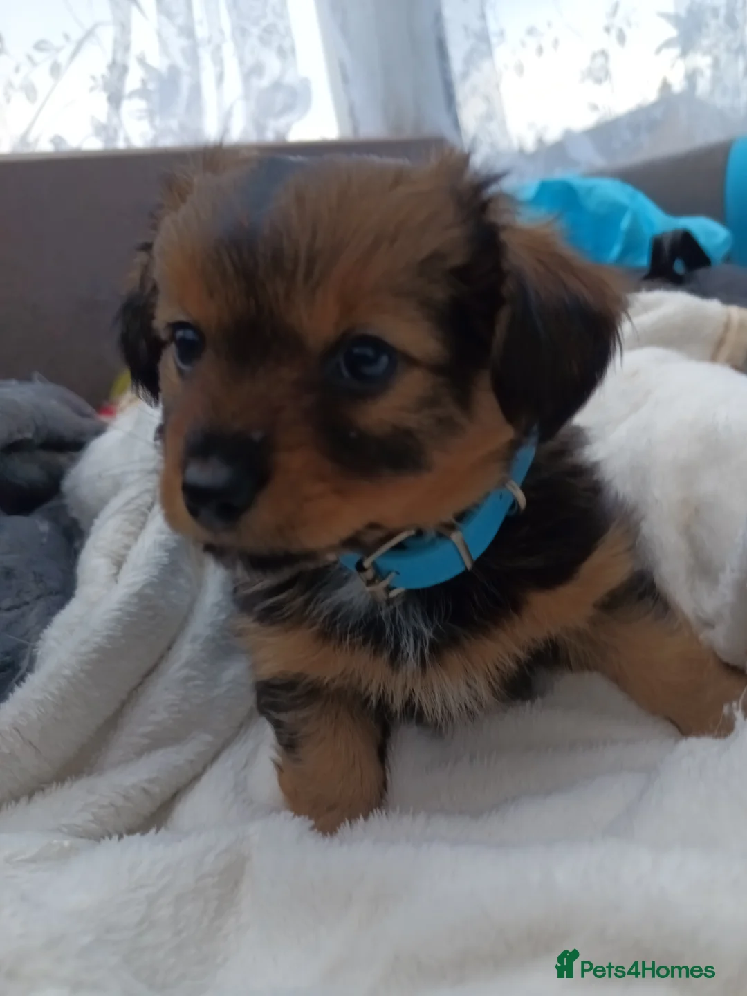 Mixed Breed dogs for sale: Small Mixed Breed Puppy  - Advert 3