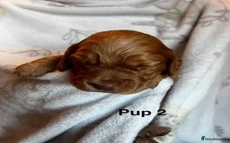 Cockapoo dogs for sale: Adorable Cocker Spaniel/Cockapoo Puppies - Image 10