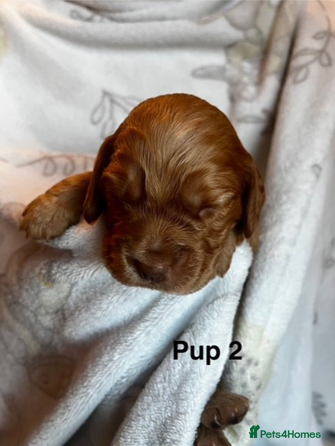 Cockapoo dogs for sale: Adorable Cocker Spaniel/Cockapoo Puppies - Image 10