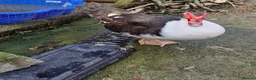 Ducks poultry for sale: Muscovy Drake Around 8 Months Old Need New Home - Advert 2
