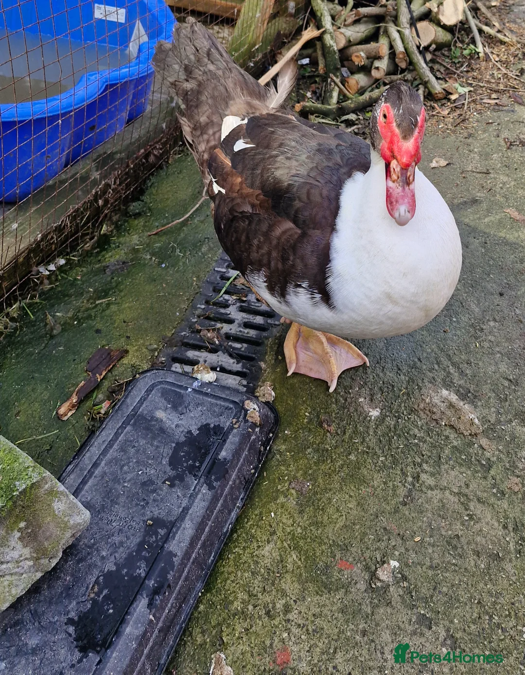 Ducks poultry for sale: Muscovy Drake Around 8 Months Old Need New Home - Advert 2