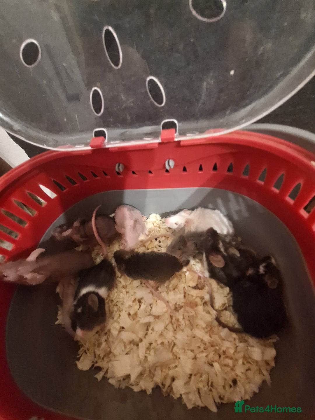 Mouse rodents for sale: Fancy pet mice for sale £8 each  - Advert 7