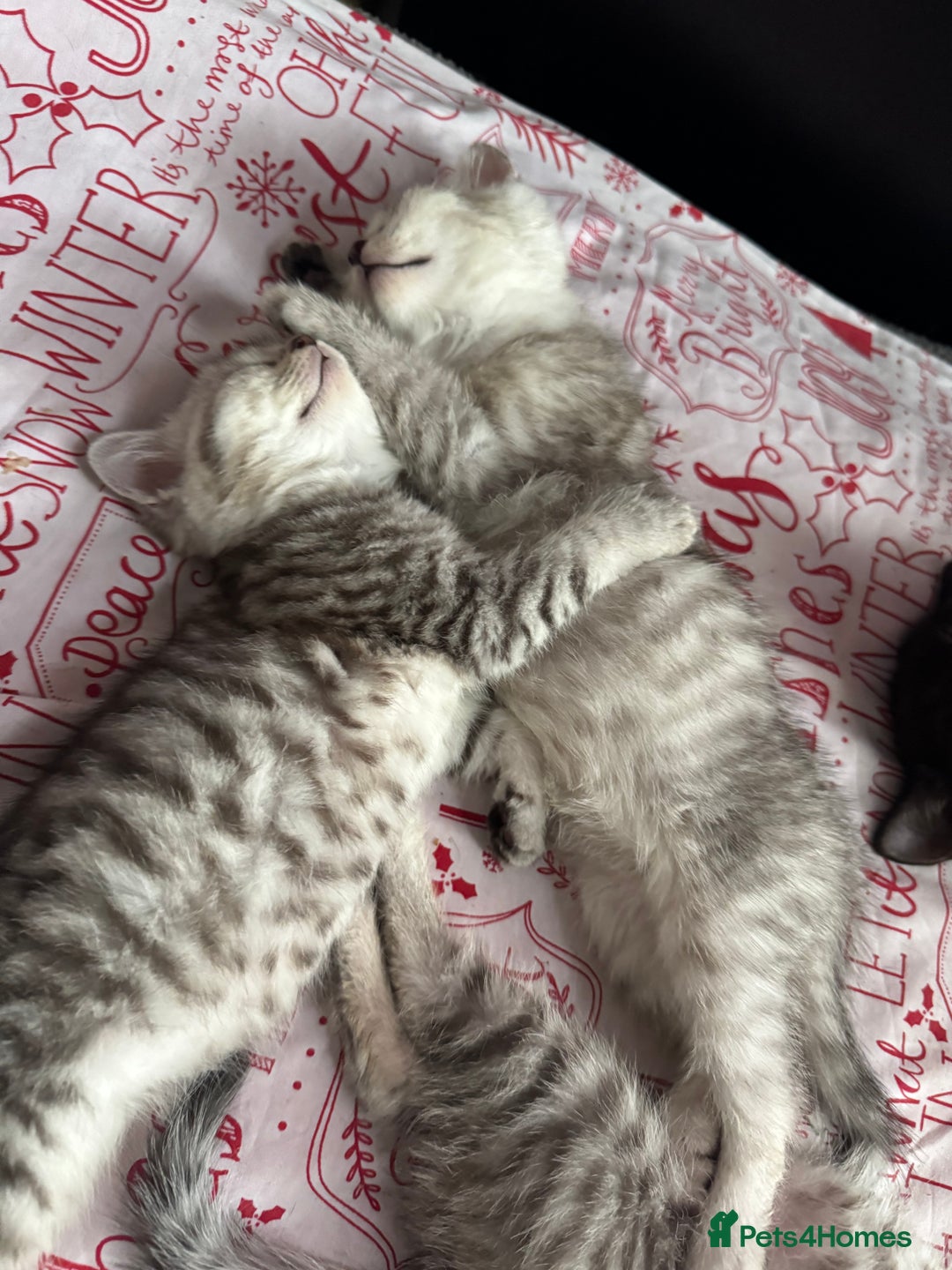 British Shorthair cats for sale: British Short Hair White Kittens  - Image 8