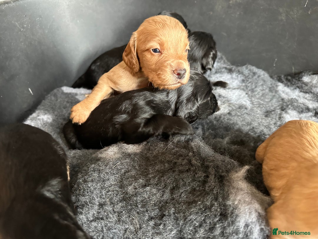 Cocker Spaniel dogs for sale: Kennel Club reg’d Cocker Puppies - Image 11