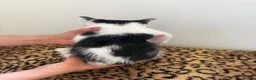 Mixed Breed cats for sale: 5 beautiful kittens  - Advert 11