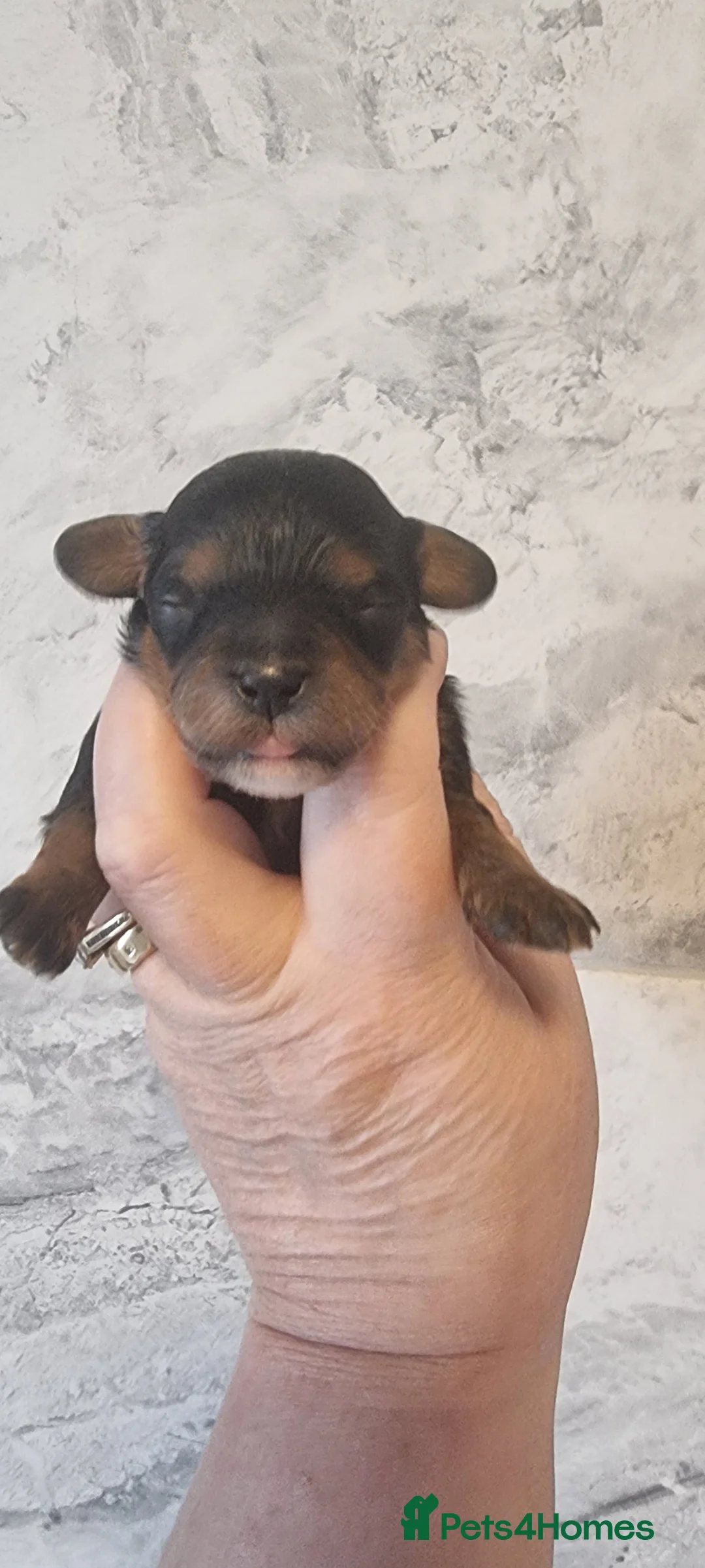 Cavapoo dogs for sale: F1 toy cavapoos in Doncaster - Advert 16